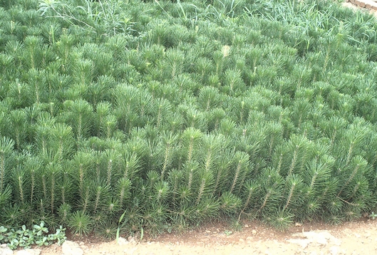 Pinus thunbergii seed